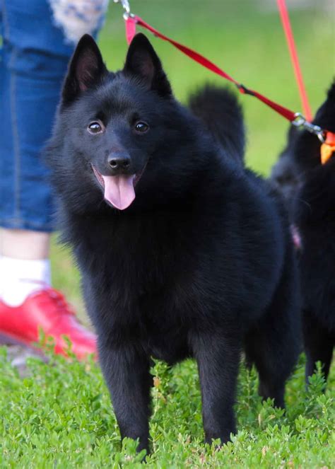 Schipperke for sale - Over 10 years of Taien's history. We are hobby kennel with white shepherds and schipperkes, we are training, breeding and loving dogs. For more info look to our homepage. Small family kennel for breed Schipperke of the quality bloodlines and healthy. Stud males, sometimes puppies for sale.